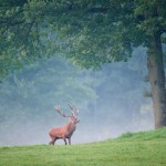 la réserve de Han-sur-Lesse (Par Luc Viatour)