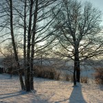 le jardin en hiver